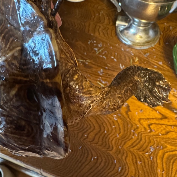 VTG Taxidermy Turtle Made in Mexico, great display piece - Picture 10 of 12